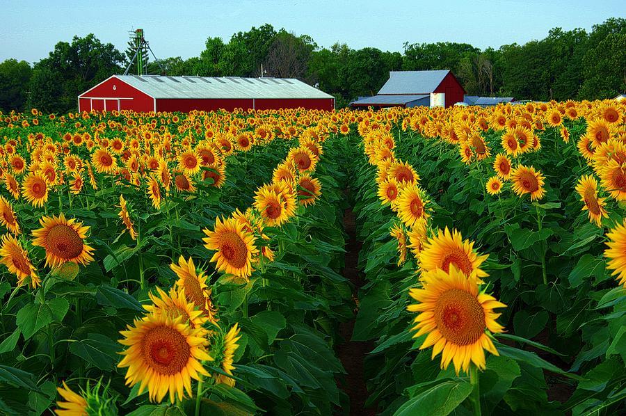 Sunflower Field #4 #1 Photograph by Karen McKenzie McAdoo