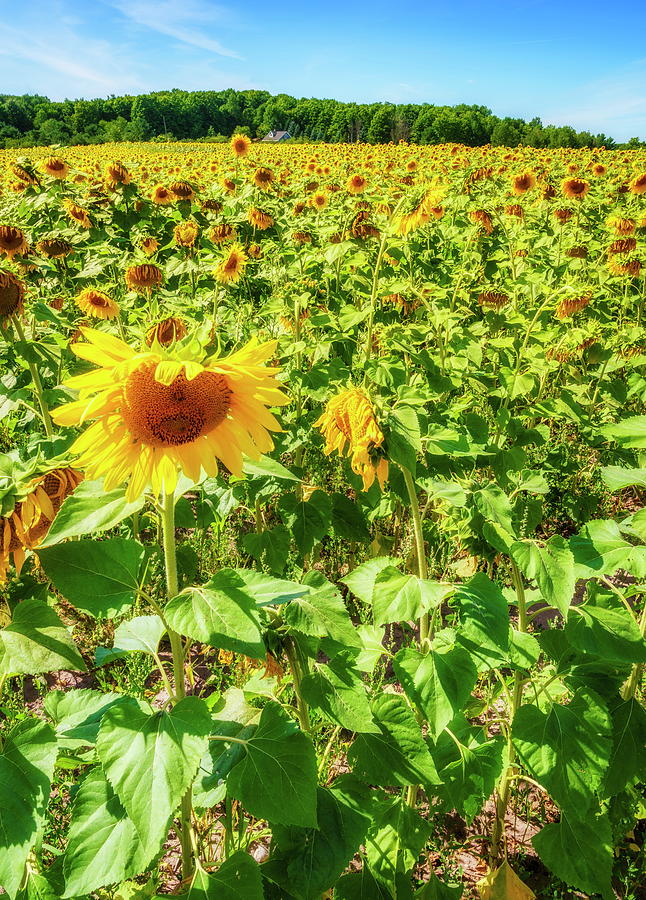Sunflower field #1 Photograph by Alexey Stiop