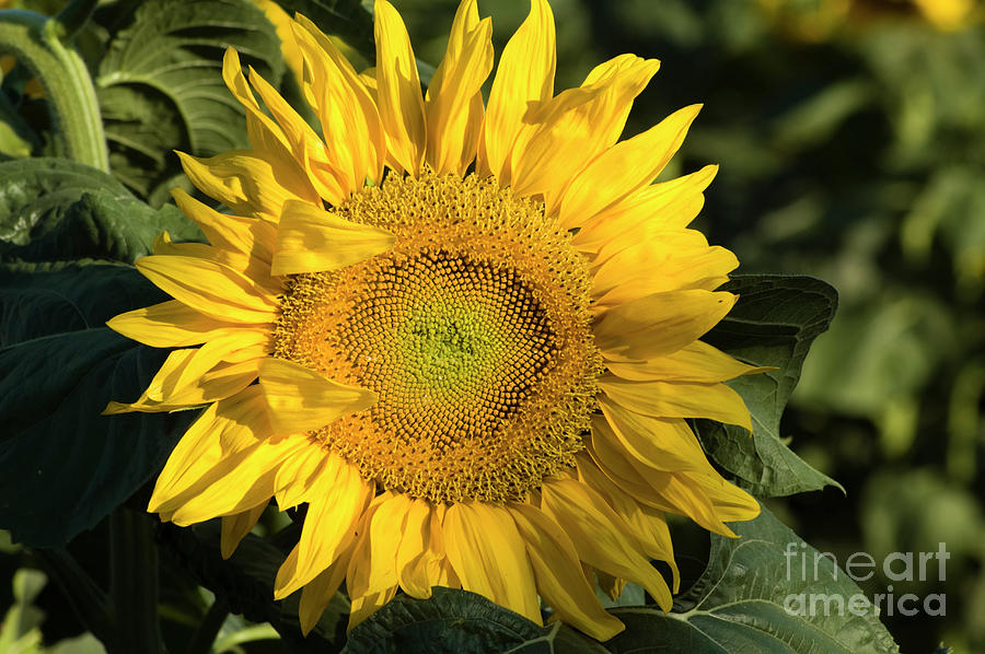 Sunflower Field Photograph By Amos Gal - Fine Art America