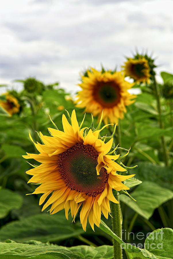 Sunflower field 4 Photograph by Elena Elisseeva