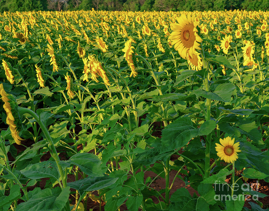 Sunflower field #1 Photograph by Izet Kapetanovic