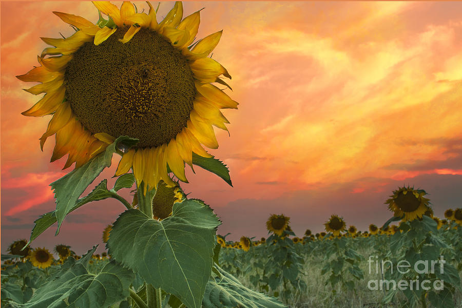 Sunflower Field  #1 Photograph by Juli Scalzi