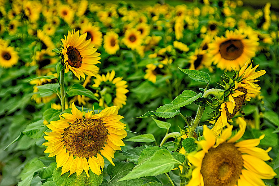 Sunflower Field On A Farm Somewhere In South Carolina Usa #1 Photograph by Alex Grichenko