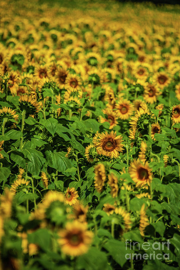 Sunflower Field 2 Photograph by Pamela Williams