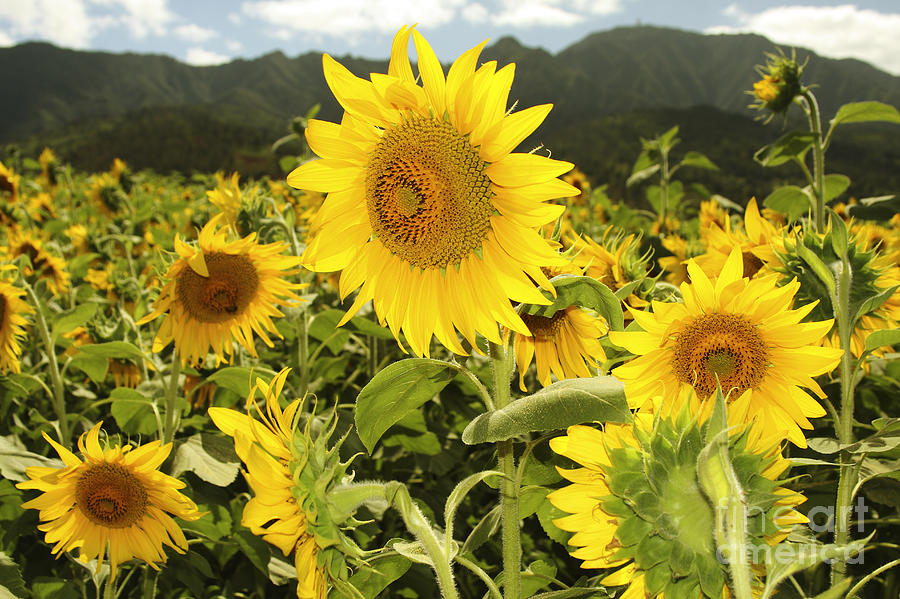 Sunflower Photograph - Sunflower field #1 by Vince Cavataio - Printscapes