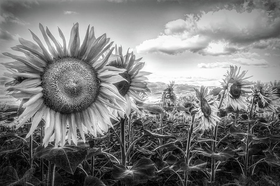  Sunflower Fields in Black and White #1 Photograph by Debra and Dave Vanderlaan