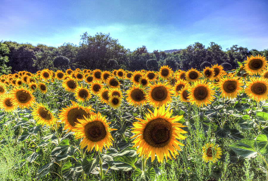Sunflower Fields Of Dreams  #1 Photograph by David Pyatt