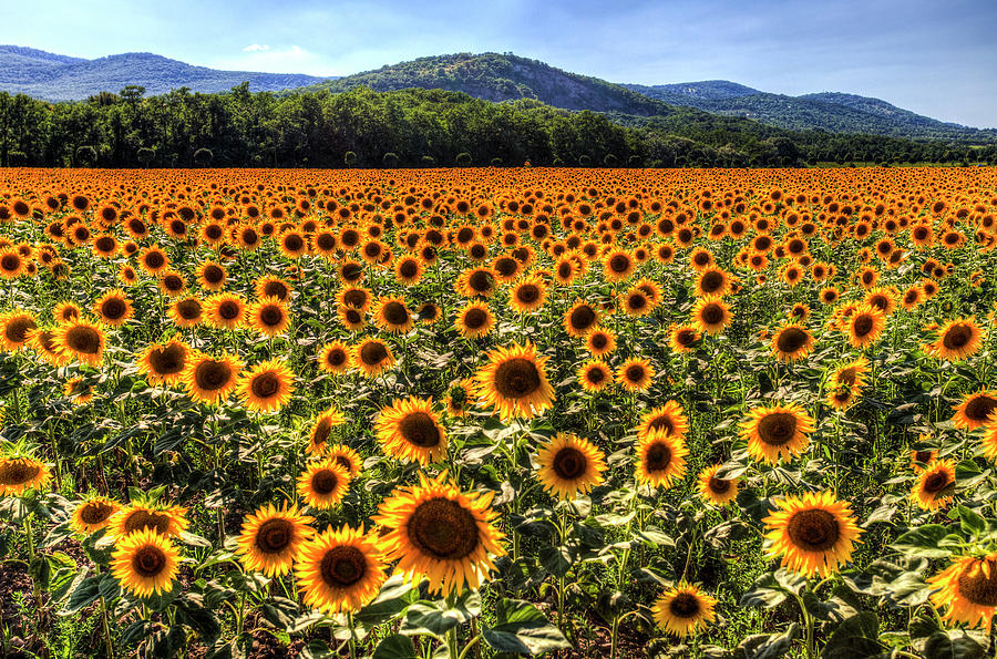 Sunflower Fields Of Summer  #1 Photograph by David Pyatt