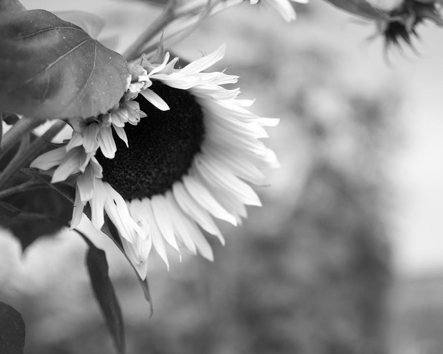 Sunflower Garden #2 Photograph by Miguel Winterpacht