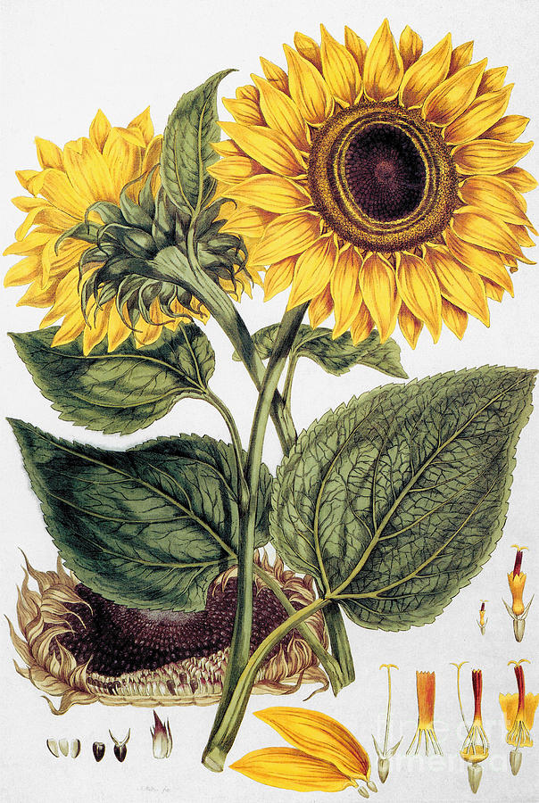 Sunflower Photograph by Granger.