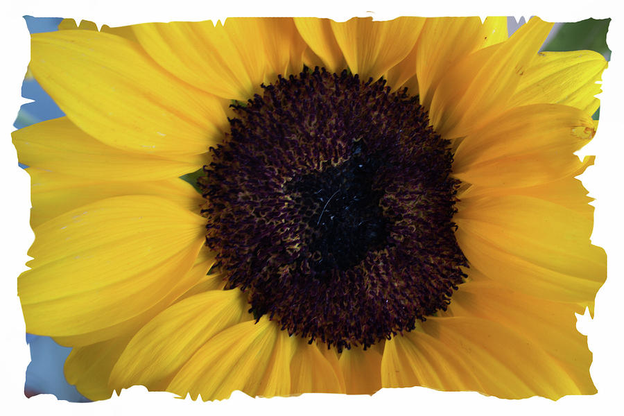 Sunflower #1 Photograph by Hugh Smith