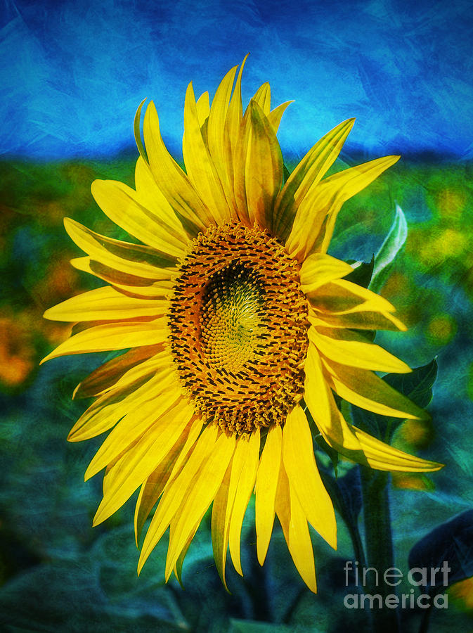 Sunflower Digital Art - Sunflower #1 by Ian Mitchell