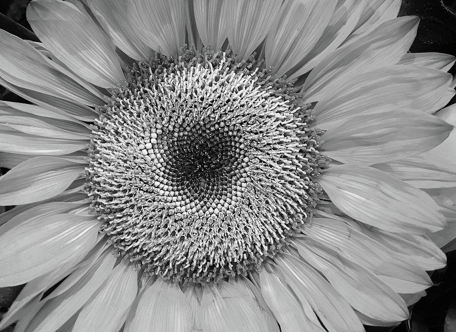 Sunflower in Black and White #2 Photograph by Bruce Bley