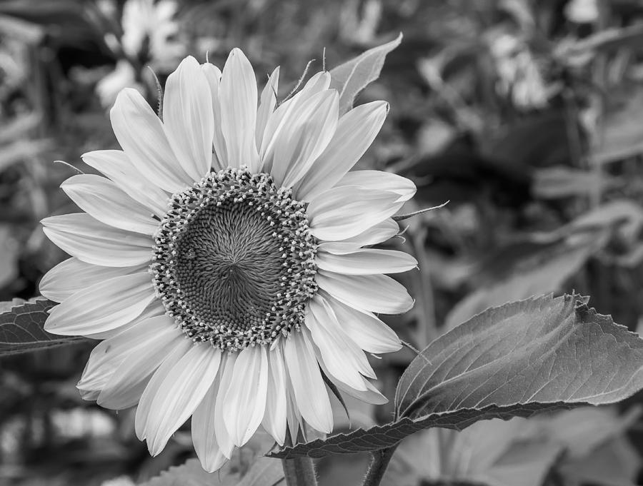 Sunflower in Black and White Photograph by Hugh Mobley - Fine Art America