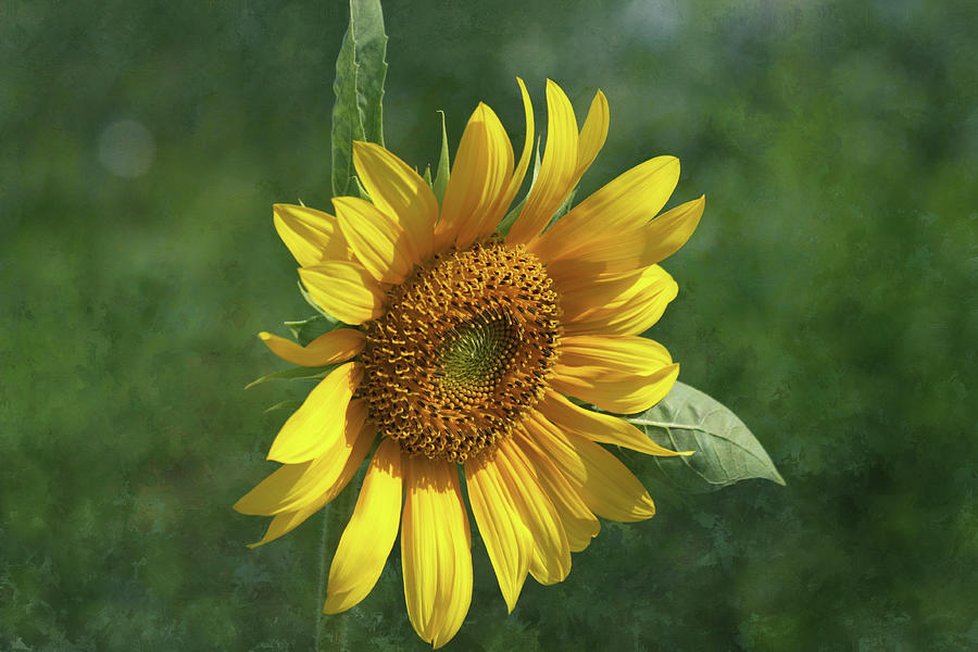 Sunflower Photograph - Sunflower in the Garden #1 by Kim Hojnacki