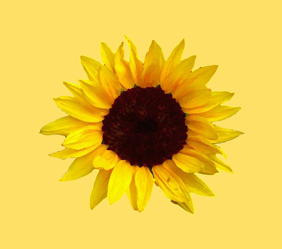 Sunflower #1 Photograph by Jim Sauchyn