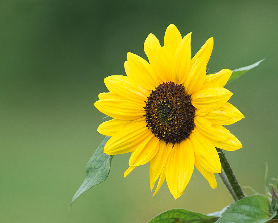 Sunflower #1 Photograph by Jim Zablotny