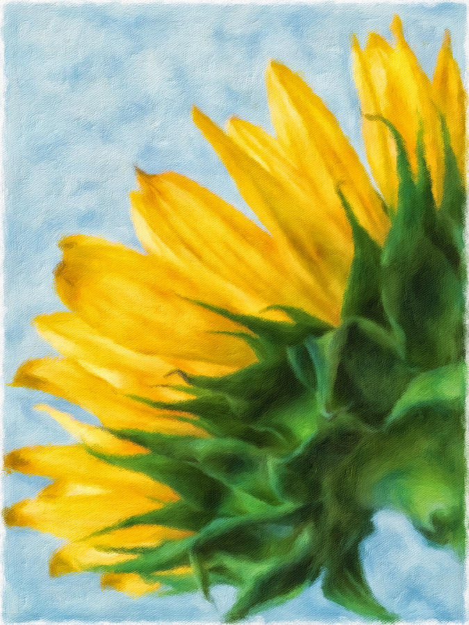 Sunflower  #3 Mixed Media by Jonathan Nguyen