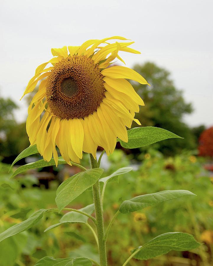 Sunflower #1 Photograph by Judy Swerlick