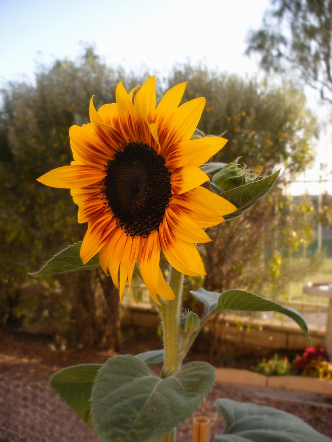 Sunflower #1 Photograph by Lessandra Grimley