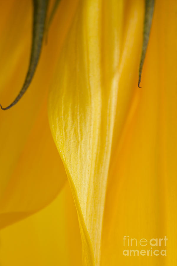 Sunflower Macro #2 Photograph by Ann Garrett