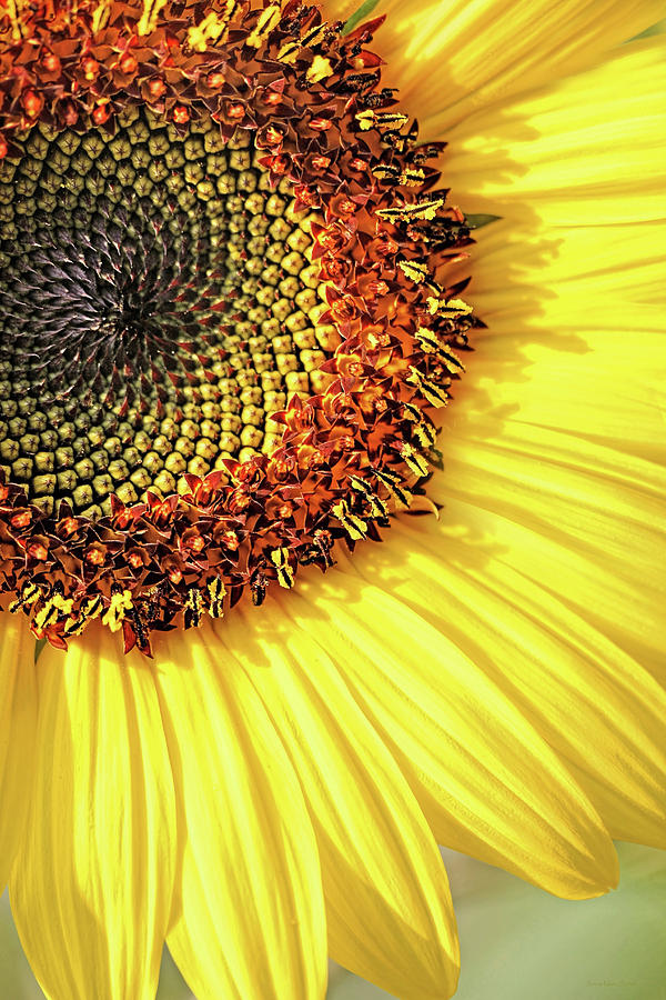 Sunflower Macro #2 Photograph by Jennie Marie Schell