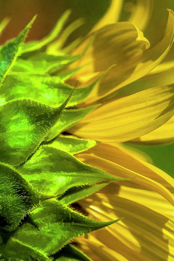 Sunflower Macro #1 Photograph by Kathy Clark