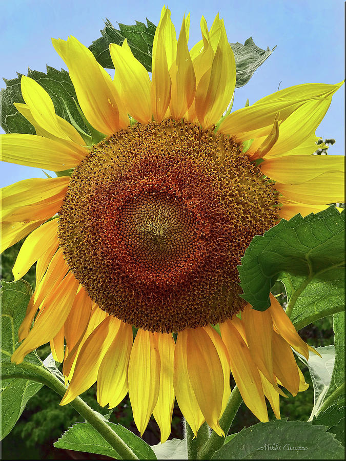 Sunflower #1 Photograph by Mikki Cucuzzo
