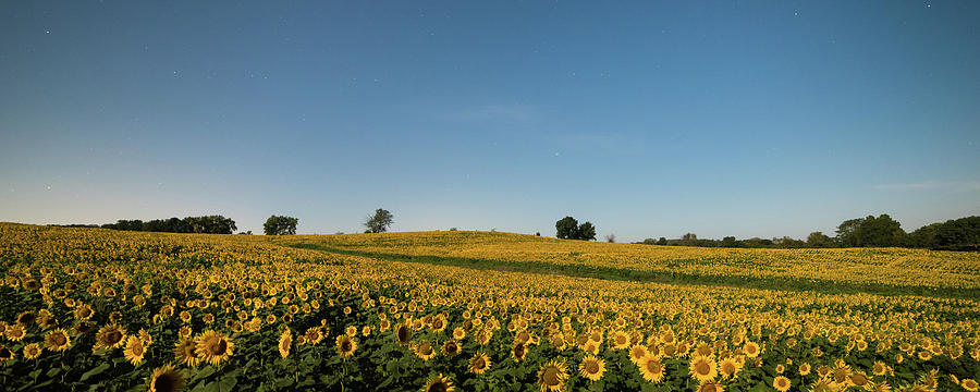 Sunflower Nights #1 Photograph by Ryan Heffron