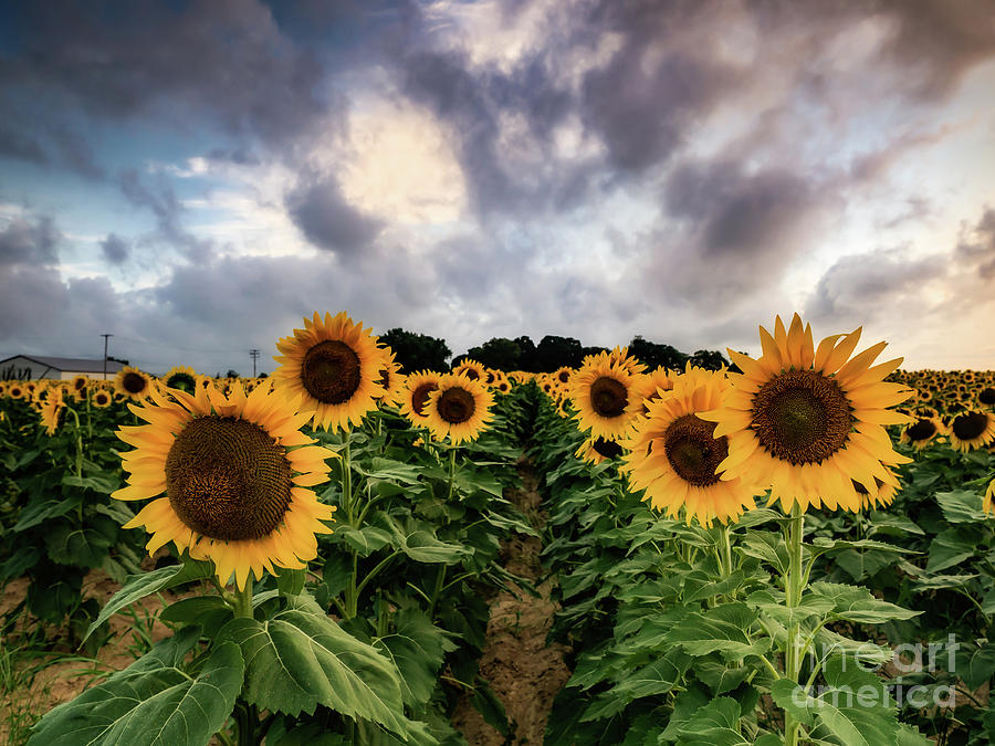 Sunflower Patch #2 Photograph by Alissa Beth Photography