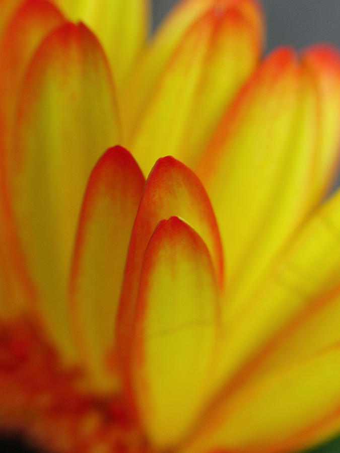 Sunflower Petals #1 Photograph by Juergen Roth