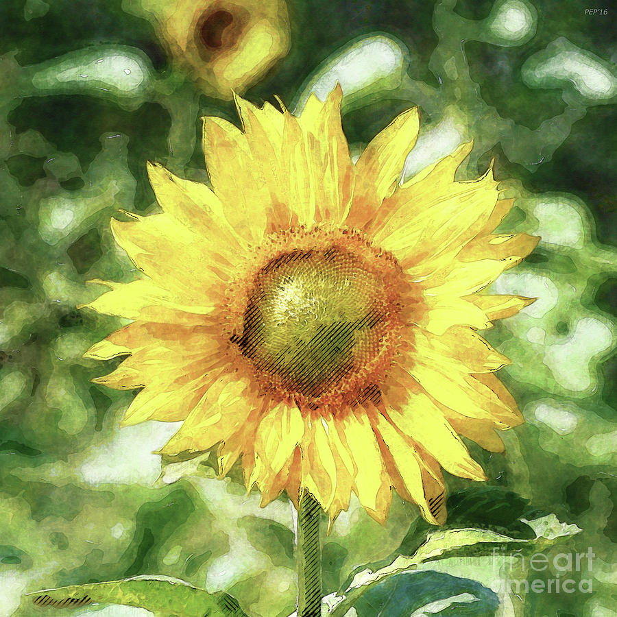 Sunflower Digital Art by Phil Perkins
