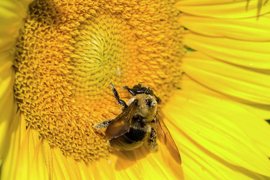Sunflower Pollinator #1 Photograph by Kathy Clark