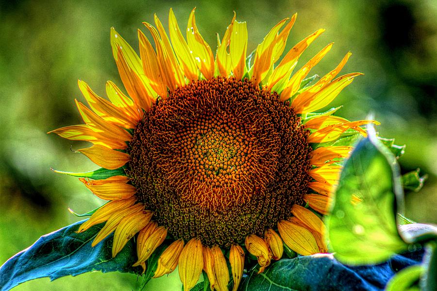 Sunflower Portrait #2 Photograph by Karen McKenzie McAdoo