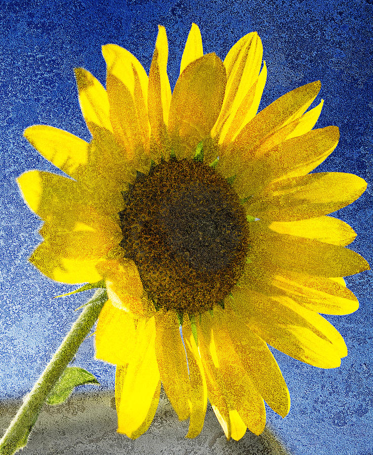 Sunflower #1 Photograph by Rick Mosher