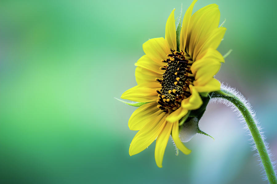 Sunflower Photograph by Robbie Ross - Fine Art America