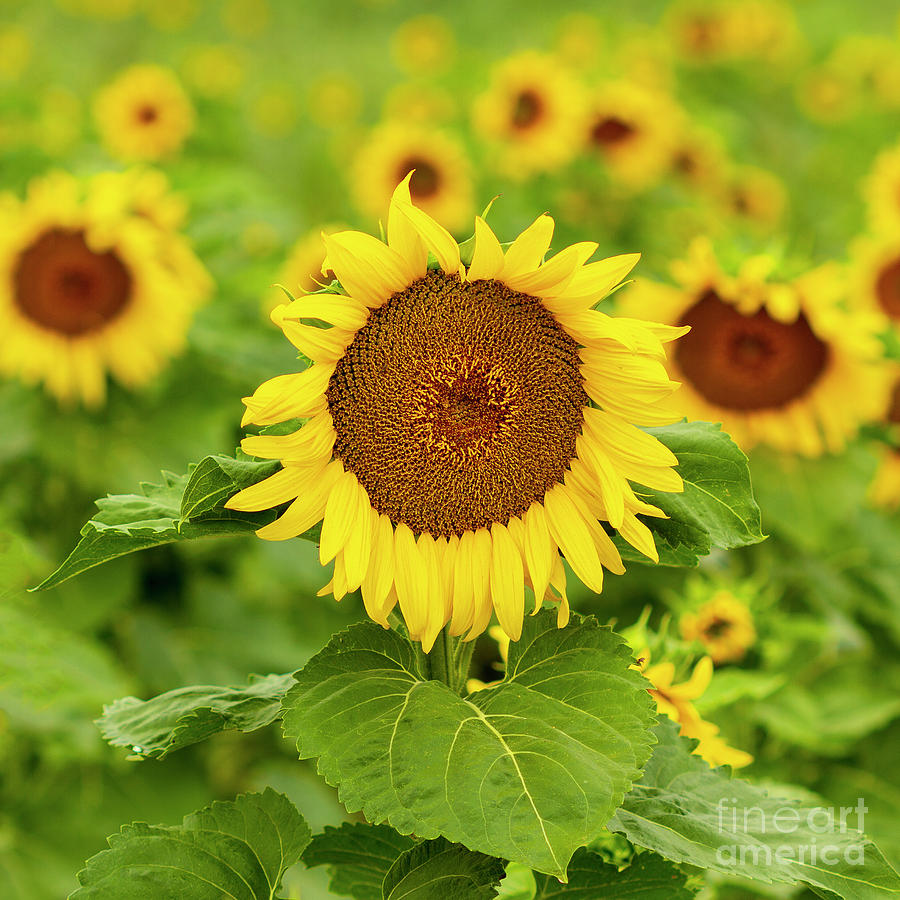 Sunflower #1 Photograph by Ronda Kimbrow