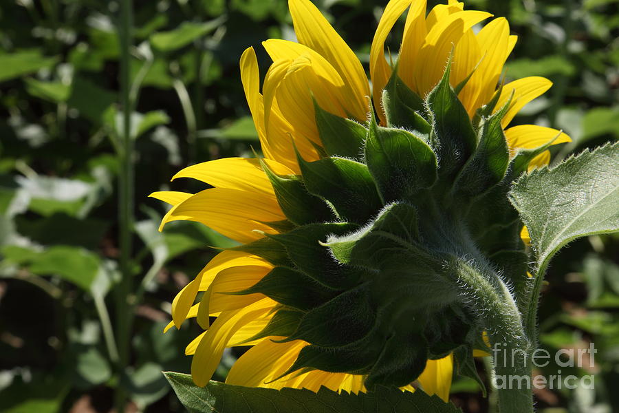 Sunflower Series 09 Photograph