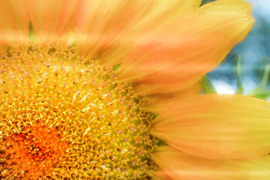 Flower Photograph - Sunflower Sun #1 by Jim Love