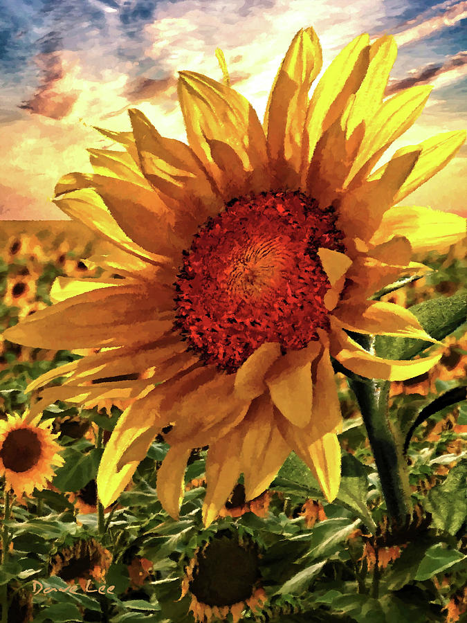 Sunflower Sunrise #1 Mixed Media by Dave Lee