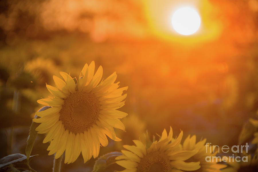 Sunflower Sunset Photograph by Cheryl Baxter