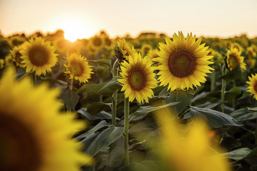 Sunflower Sunset #1 Photograph by Ryan Heffron