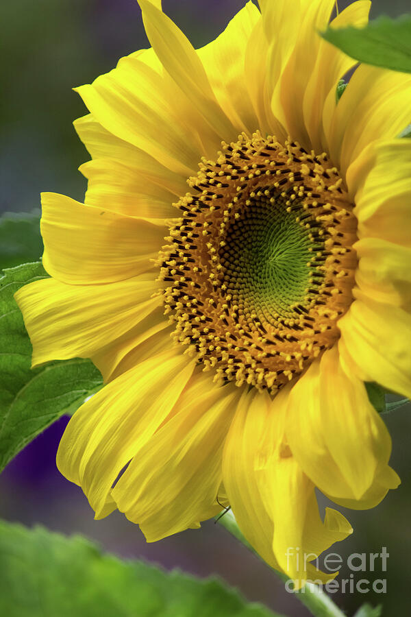 Sunflower Photograph - Sunflower by Suzanne Luft