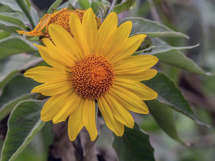 Sunflower #1 Photograph by Tam Ryan