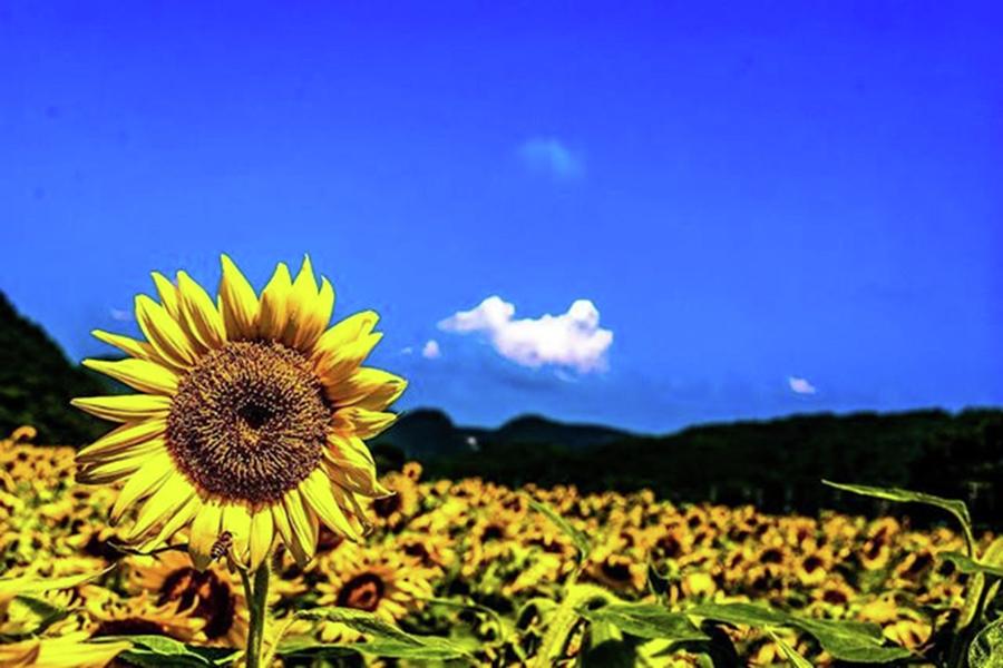 Sunflower Photograph - #sunflower #1 by Tanaka Daisuke
