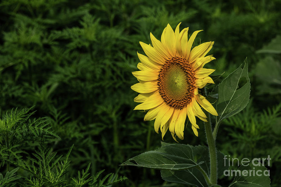 Nature Photograph - Sunflower   #3 by Thomas Marchessault