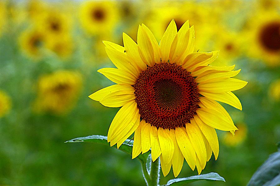 Sunflower Time Photograph by Karen McKenzie McAdoo - Fine Art America