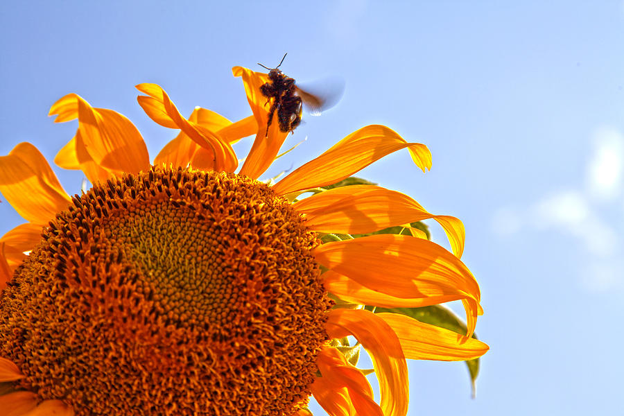 Bee on a Sunflower Photograph by Toni Hopper