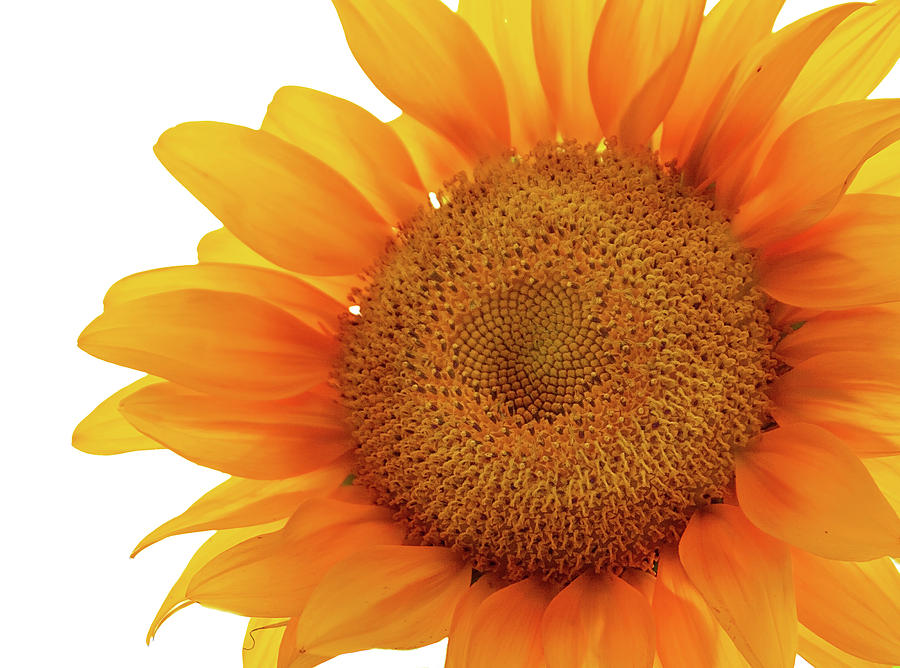 Sunflower #1 Photograph by Virginia Folkman