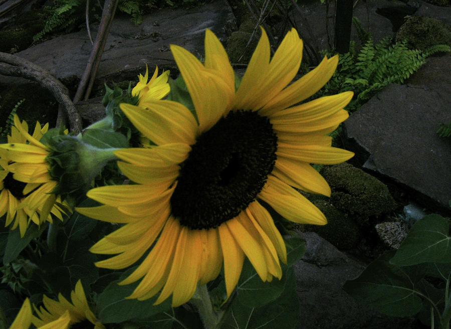 Sunflower #1 Photograph by Wilma Stout